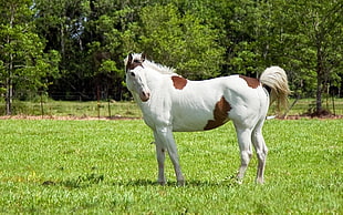 white and brown horse on green field